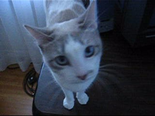 Click for 1.25 MB Windows Media Video